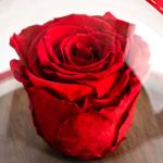 1-premium-forever-rose-se-tholo-kokkino-f_0005