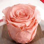 1-premium-forever-rose-se-tholo-kokkino-072-d