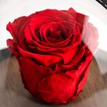 1-premium-forever-rose-se-tholo-mavro-0045-p