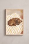 Premium Poster, Sweet Dreams Dog