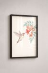Premium Poster, Hummingbird Nectar Bloom