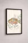 Premium Poster, Tropical Reef Fish