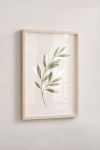 Premium Poster, Olive Branch Whisper
