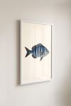 Premium Poster, Striped Ocean Dweller
