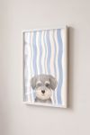Premium Poster, Wavy Schnauzer Pup