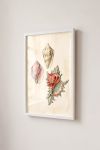 Premium Poster, Oceanic Treasures Vintage