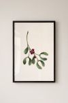 Premium Poster, Mistletoe Kiss