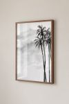 Premium Poster, Misty Palm Grove