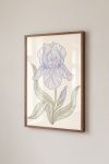 Premium Poster, Delicate Iris Bloom