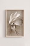Premium Poster, Petal Whisper